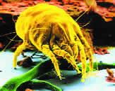 Ku�na grinja (Dermatophagoides pteronyssimus) 