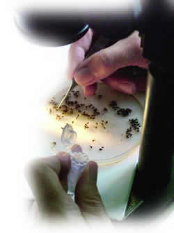 laboratorija za genetiku bioloskog instituta