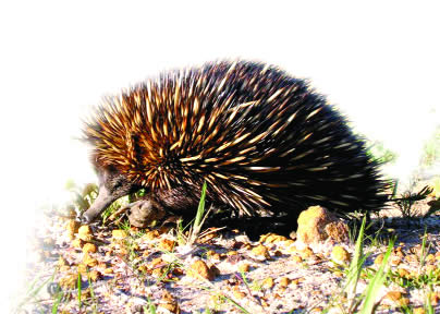 Ehidna 