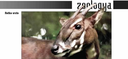 saola