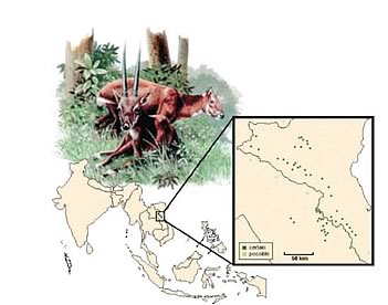 saola