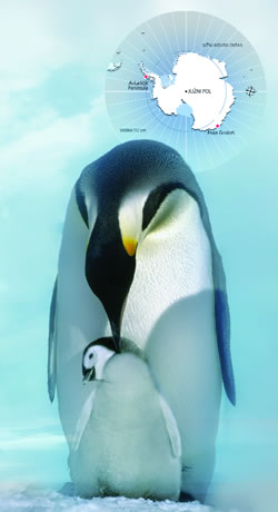 Ruso skuplja trave u Ermenonvilu. Akvarel G. F. Majera (1735- 1779) 