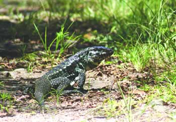 Argentinski crno-beli tegu 