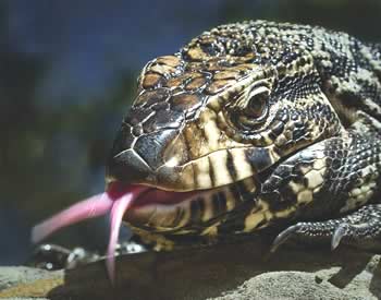 Argentinski crno-beli tegu 