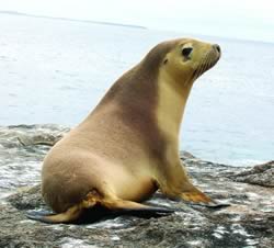 Novozelandski morski lav 