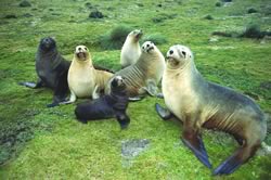 Novozelandski morski lav