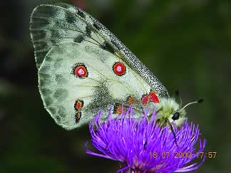 Apolon (Parnassius apollo)