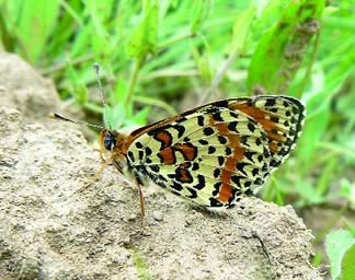 Crveni �arenac (Melitaea didyma) 