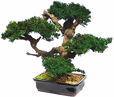 Bonsai