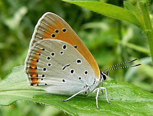 Veliki dukat (Lycaena dispar)