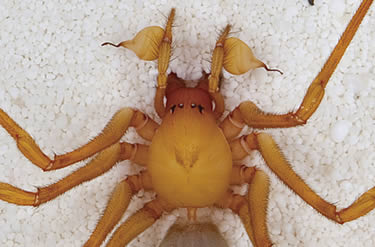 Trogloraptor marcingtoni