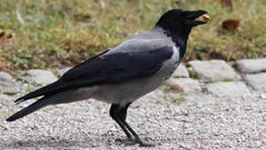 Siva vrana 