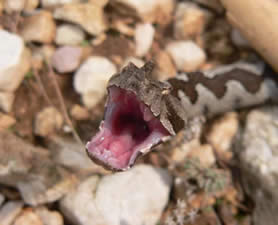 Poskok (Vipera ammodytes)
