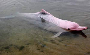 Amazonski delfin 
