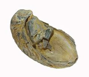 Sl. 2 Gryphaea DSC_2234xx.jpg