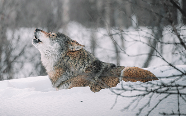 BIOLOGIJA UZAJAMNOSTI