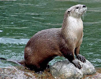 Japanska re�na vidra