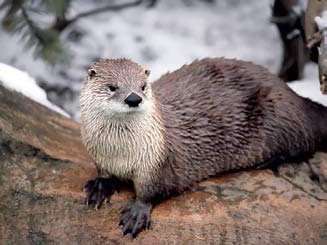 Japanska re�na vidra