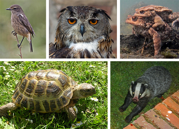 ŽIVI SVET I VASIONA