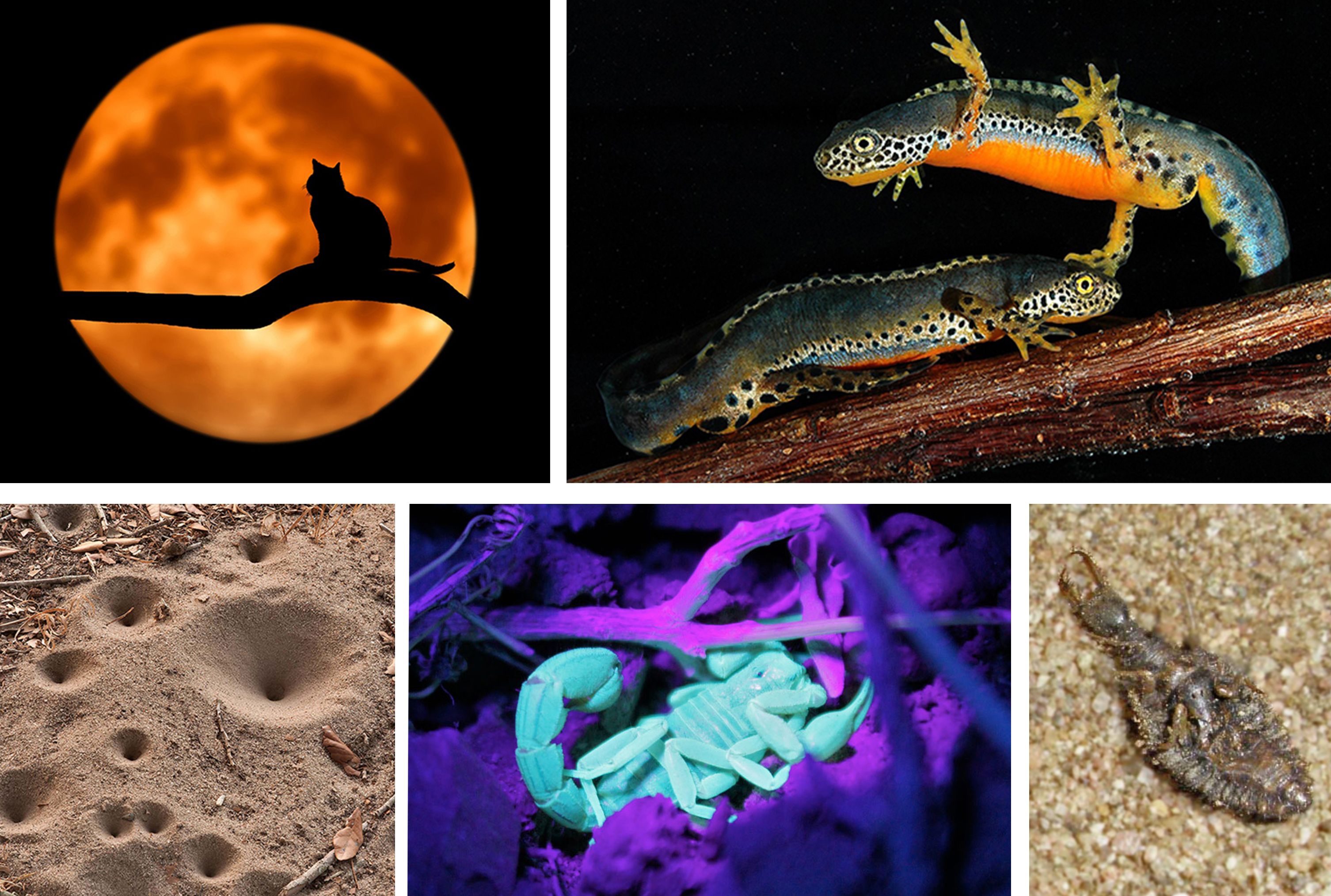 ŽIVI SVET I VASIONA